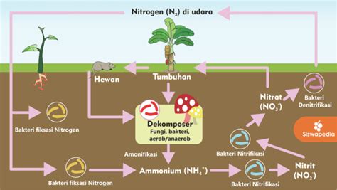 Siklus Nitrogen