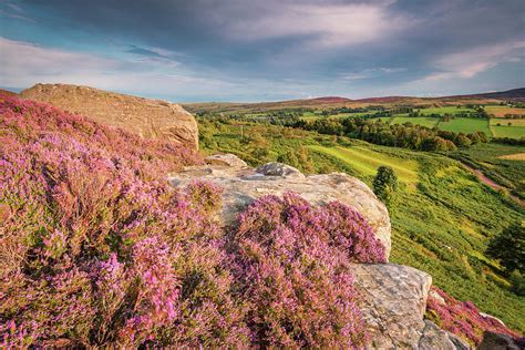 Rothbury Terraces Heather And Crags Photograph By David Head Fine Art