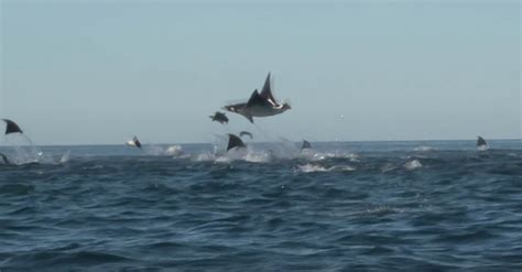 Manta Rays Jumping, Sea of Cortez – Funny Animals Gallery