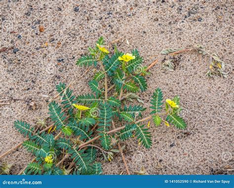 Small Thorn Weed Growing In A Sandy Patch Stock Photo Image Of