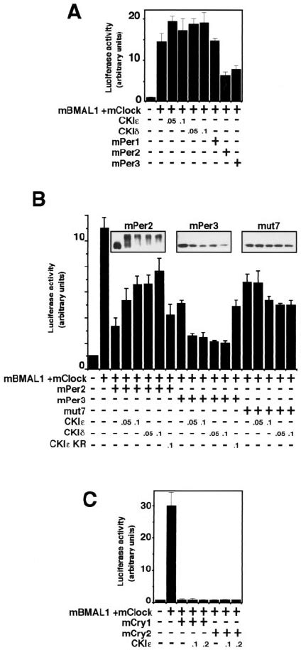 The Effect Of Cki On The E Box Mediated Transcription Is Seen Only In Download Scientific