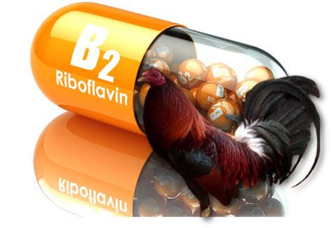 Vitamina B2 Riboflavina Vetinova