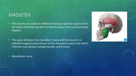 Anatomy of mandible | PPT