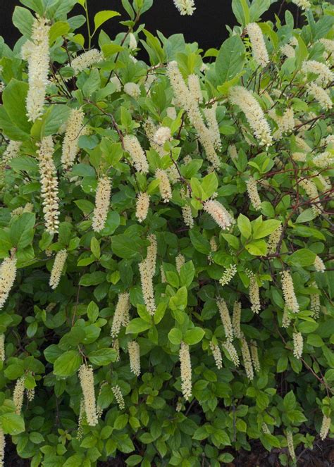 Itea virginica - Virginia Sweetspire – Elswood Rare Plants