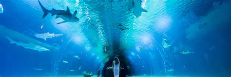 Plan Your Visit to Oceanografic Valencia | Complete Guide