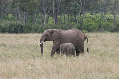 Kepala Gajah Ibu Dan Anak Taman Serengeti Foto Latar Belakang Dan