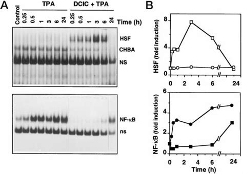 Effect Of DCIC On The Kinetics Of NF B And HSF Activation In