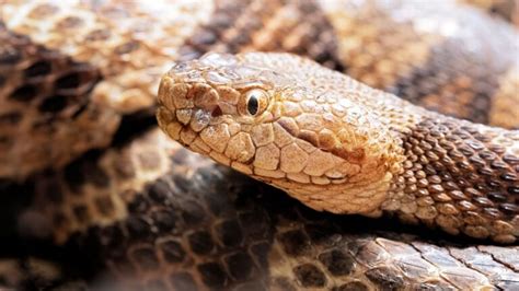 Venomous Snakes In Ohio (3 Poisonous & Deadly Species)