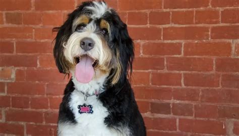 Pros And Cons Of Bernedoodles Owners Guide Breed Facts The Pet Well