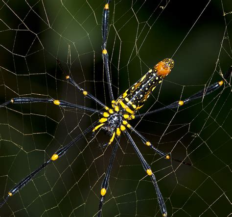 Giant spiders roam the ricefields around Ubud (Bali)