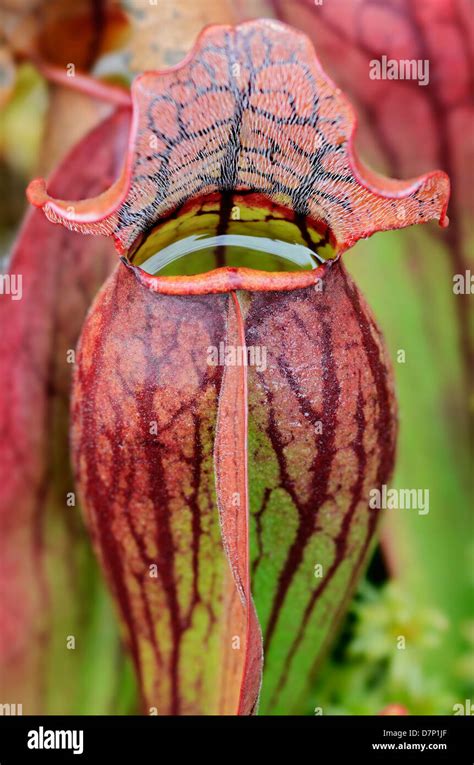 Northern Pitcher Plant Sarracenia Purpurea Carnivorous Plant Baxter