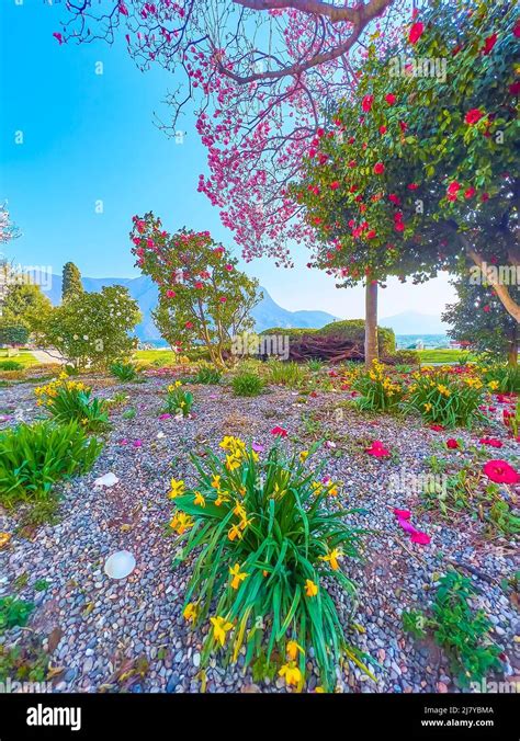 The Blooming Flowers In Parco Ciani Of Lugano Switzerland Stock Photo