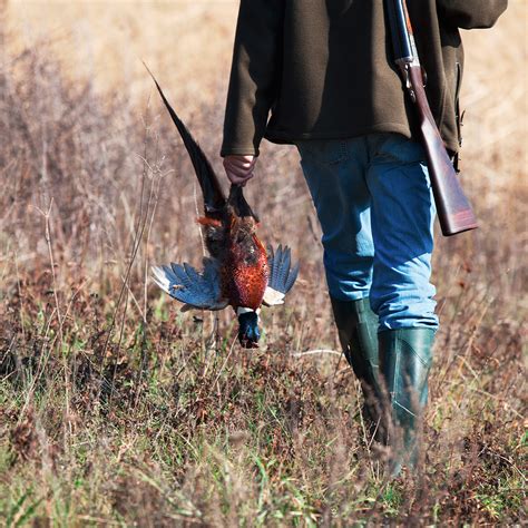 Pheasant Shooting Badgers