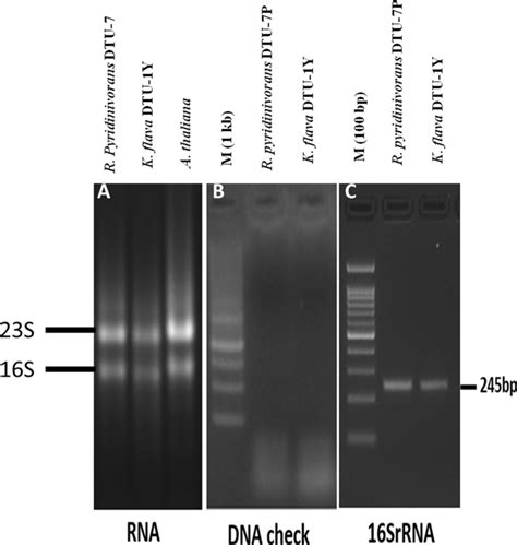 Agarose Gels Showing Quality Of Rna Isolated A Check For Dna