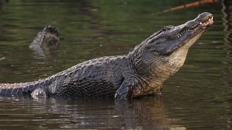 Mississippi Alligator Alligator Mississippiensis Im Steckbrief