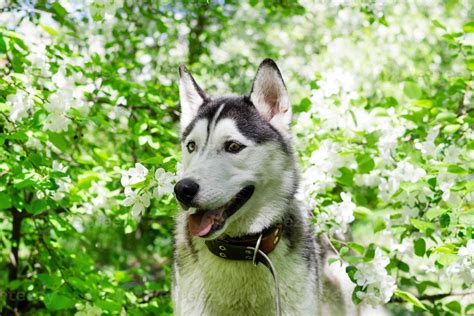 Adorable grey and white Husky dog in a garden with blossom white ...