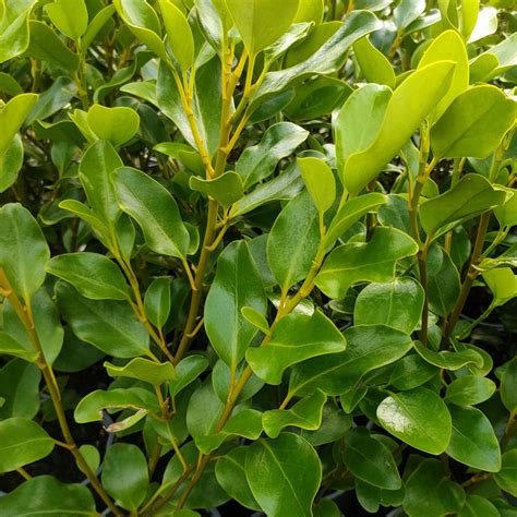 Griselinia Littoralis Kapuka Pikirangi Online Garden Centre