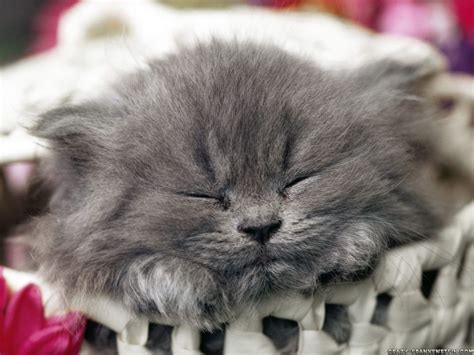 persian - Persian Cats Photo (34588924) - Fanpop