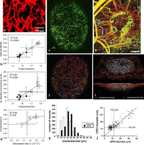 Visualization And Quantitation Of Microvascular Morphology And Function