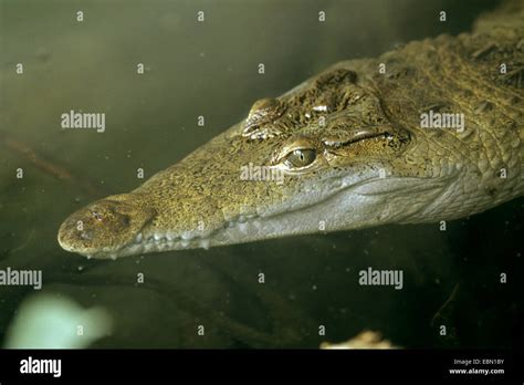 Crocodile Des Philippines Philippines Crocodile Crocodile Crocodylus