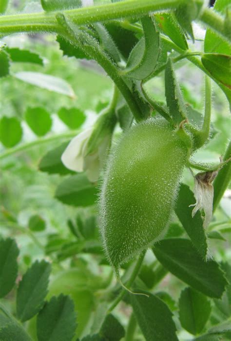 The Eight Founder Crops and the Origins of Agriculture 