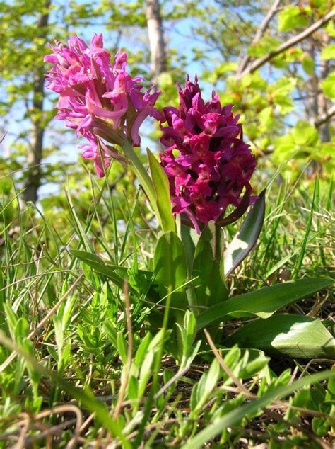 Giornata Europea Dei Parchi Nelle Foreste Casentinesi Si Celebra La