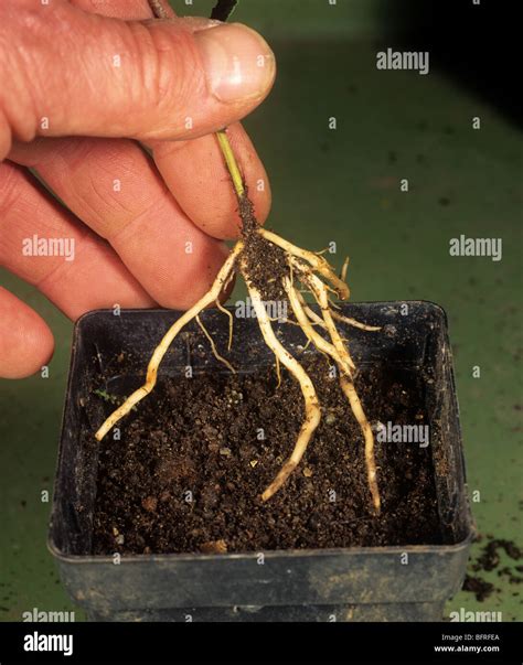 Root Cutting Propagation