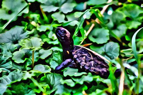 Just Hatched Turtle Photograph by Modern Art - Fine Art America