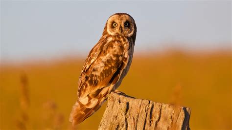 Pueo (Short-eared Owl) in Hawaii 2019 – Brian Rusnica