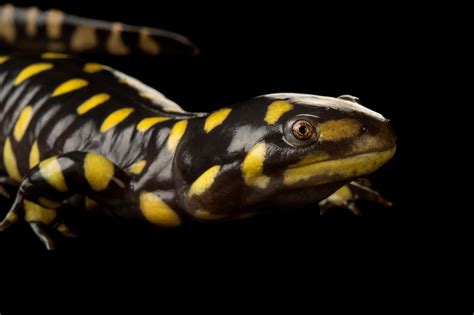 Eastern Tiger Salamander Ambystoma Tigrinum Tigrinum Joel Sartore