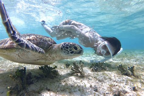 Okinawa Miyakojima Marine Sugar Encounter Rate Ongoing Book Sea