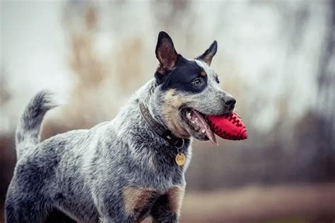 The 7 Best Herding Dog Breeds In 2023