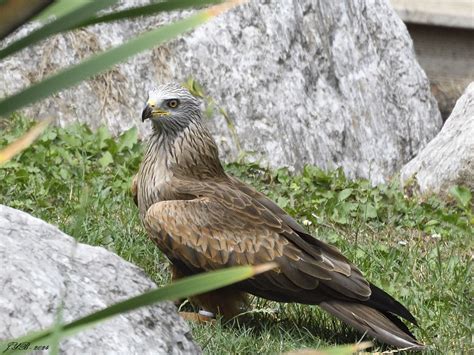 LE MILAN ROYAL, UN RAPACE ASSEZ COMMUN EN HAUTE-SAVOIE