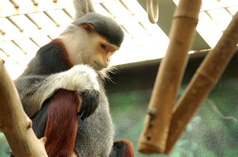 Monyet ‘tercantik Di Dunia Yang Dibiakkan Di Kebun Binatang Tokuyama