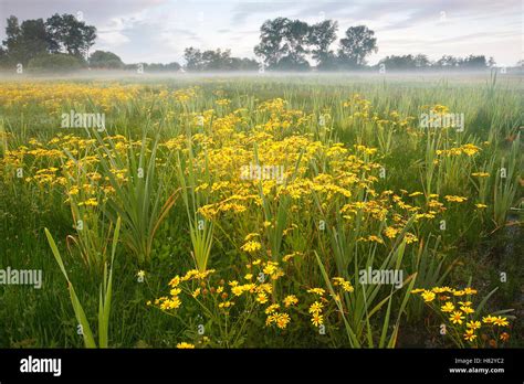 Marsh Ragwort Senecio Aquaticus Blooming In Marshy Field Belgium