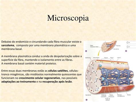 PPT ANATOMIA E FISIOLOGIA DO MÚSCULO ESQUELÉTICO PowerPoint