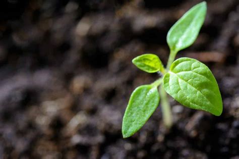 Esp Cies De Plantas Super F Ceis De Cuidar E Ter Em Casa