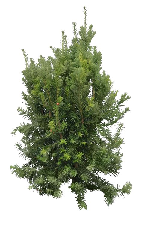 Fir Tree Evergreen Nature Png Hd Photos