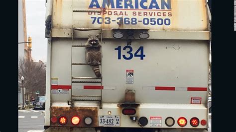 Raccoon caught on garbage truck reminds us all to hang in there - CNN.com