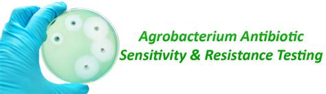 Agrobacterium Antibiotic Resistance And Sensitivity Intact Genomics