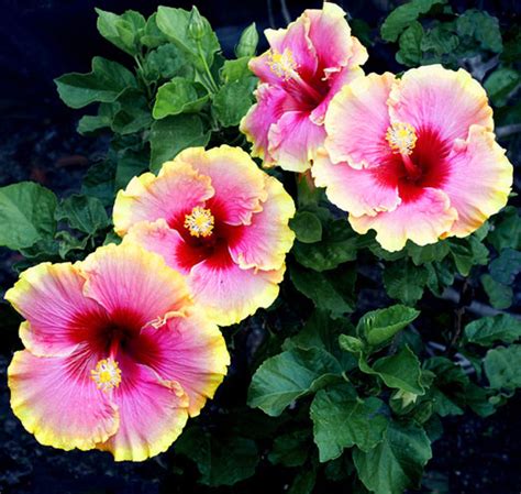 The Different Varieties of Hibiscus - Garden Lovers Club