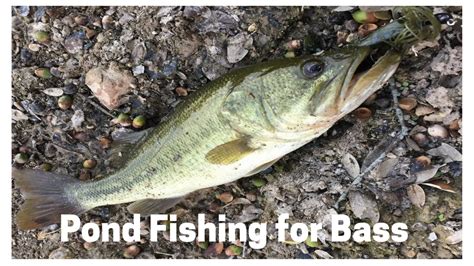 Pond Fishing For Largemouth Bass Youtube