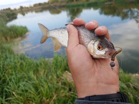 Микроджиг: как ловить, снасти для микроджига, где ловить
