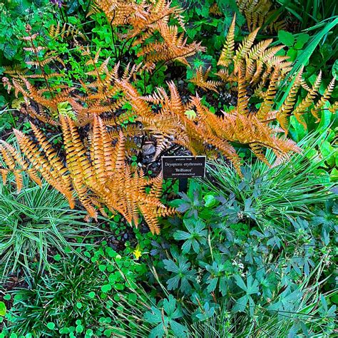 Complete Guide to Autumn Fern Care and Growth