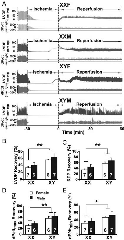 Lower Ex Vivo Post Ischaemic Cardiac Functional Recovery In Gdx Fcg Xx