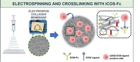 Polymers Special Issue Multi Functional Collagen Based Biomaterials