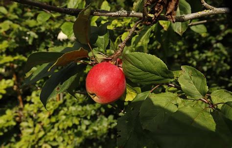 2 000 Kostenlose Apfelbaum Natur Fotos Pixabay