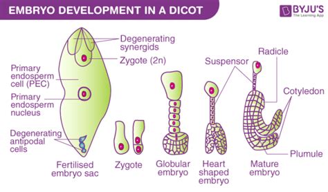 What Is Embryo in Plants? - BYJU'S NEET