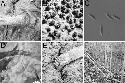 Life Cycle Of Leptosphaeria Maculans On Canola Brassica Napus In