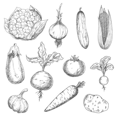 Fresh And Ripe Farm Vegetables Sketch Icons 11677213 Vector Art At Vecteezy